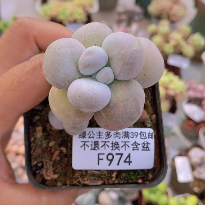 芭比奶洛5cm974多肉植物