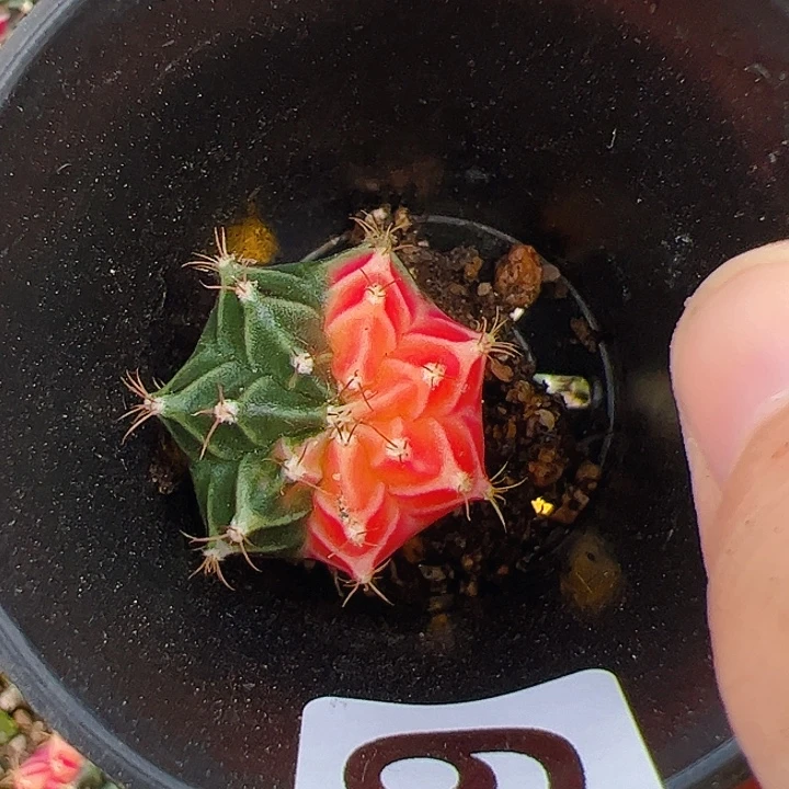 是***呀当前无花栽培后可以开花682