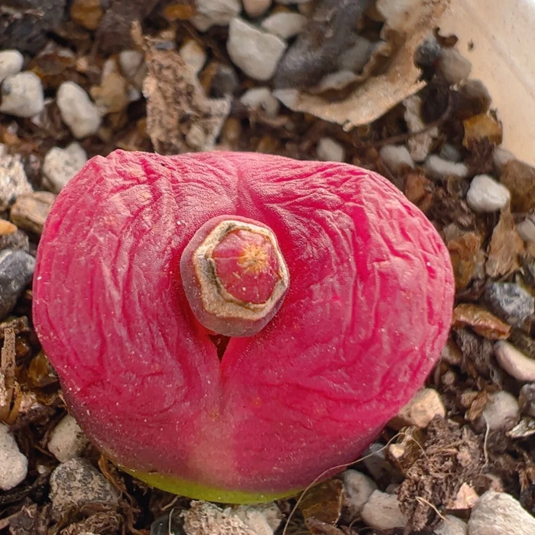 婷***T149多肉植物百科知识