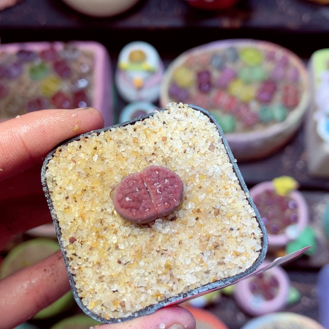 176生石花带盆发1