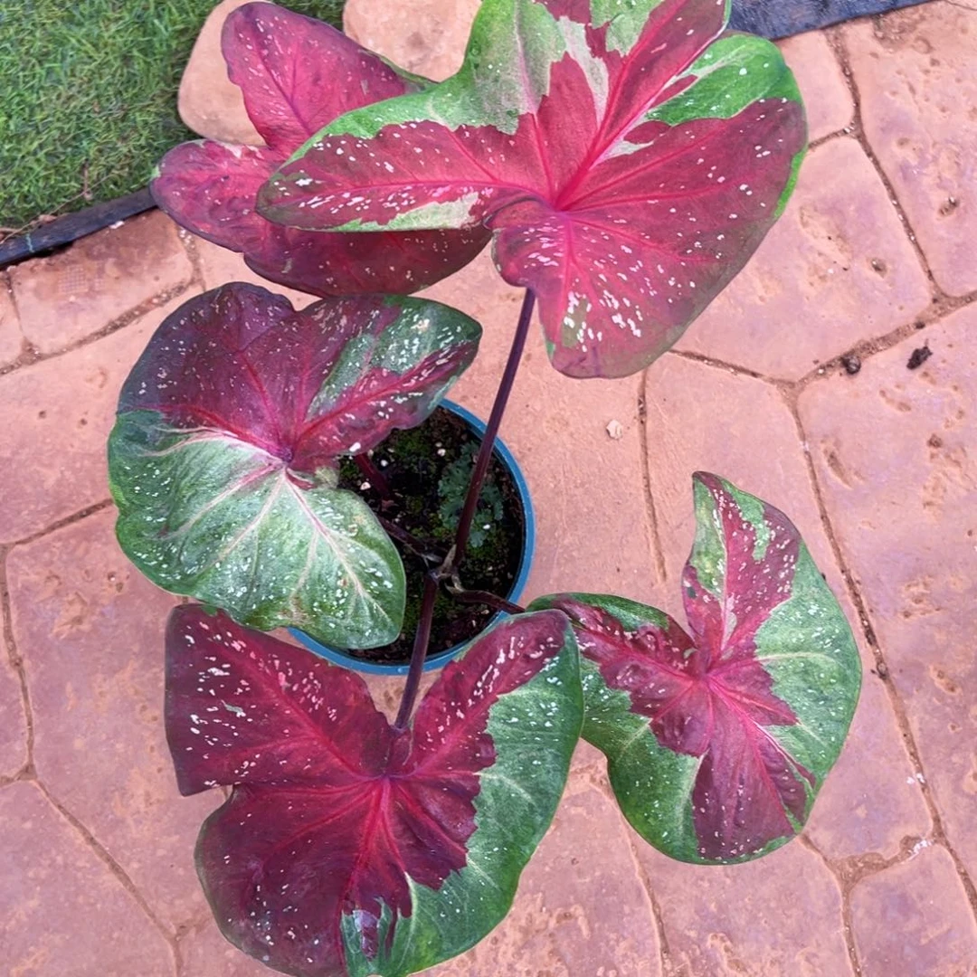 无花朵大球小红帽124