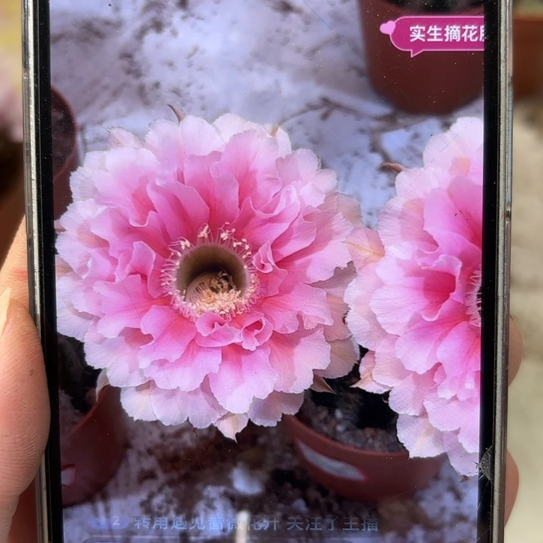 彩草珊瑚7-7.2公分左右