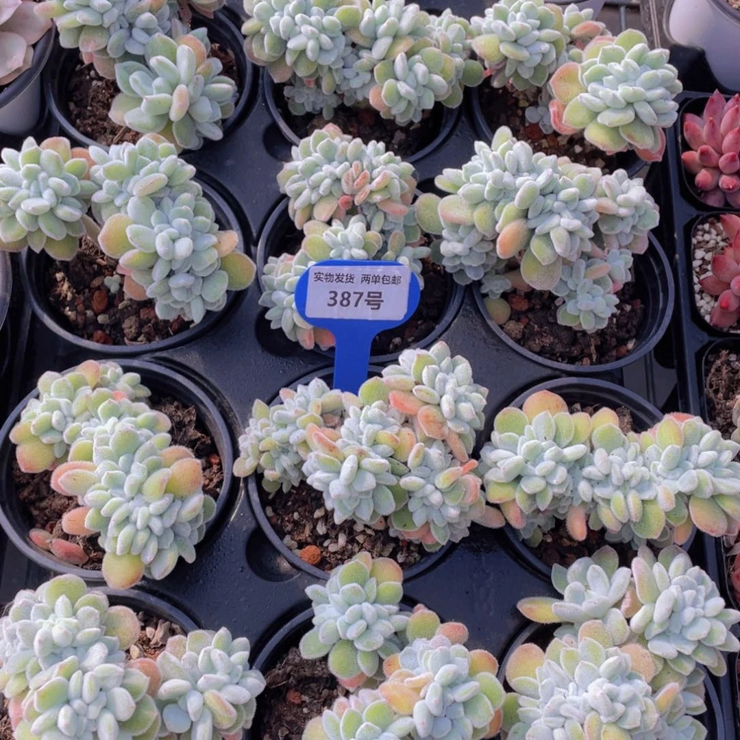 387号雪晃星缀化带板子一个