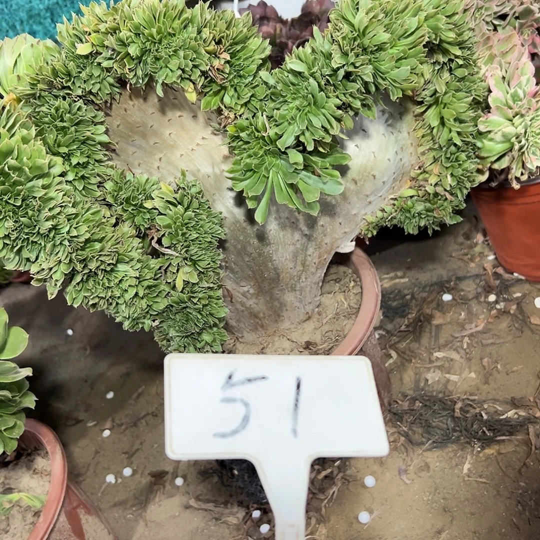 多肉植物原始绿缀花51