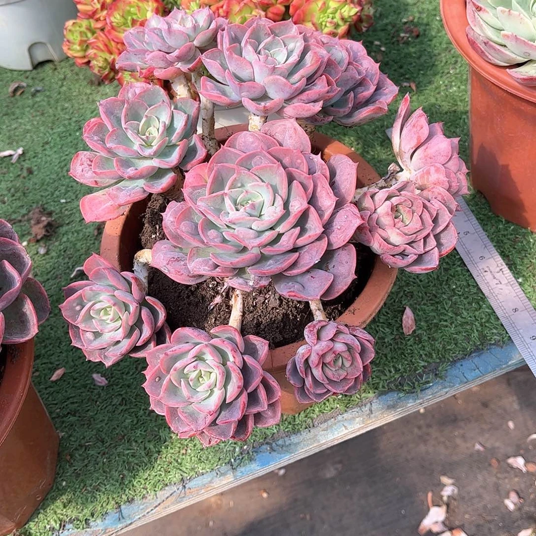 让***好泪无恒多肉植物43