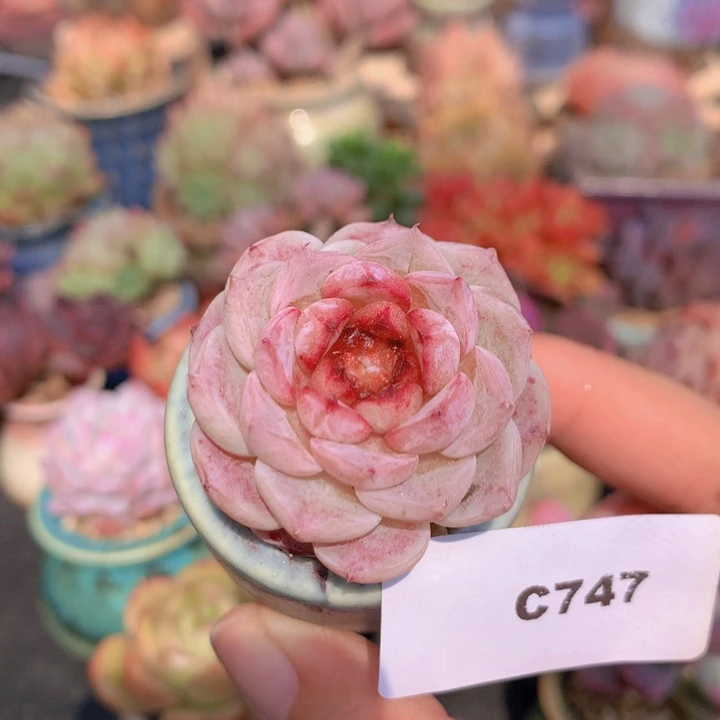 一物一拍含盆土满38包邮C747