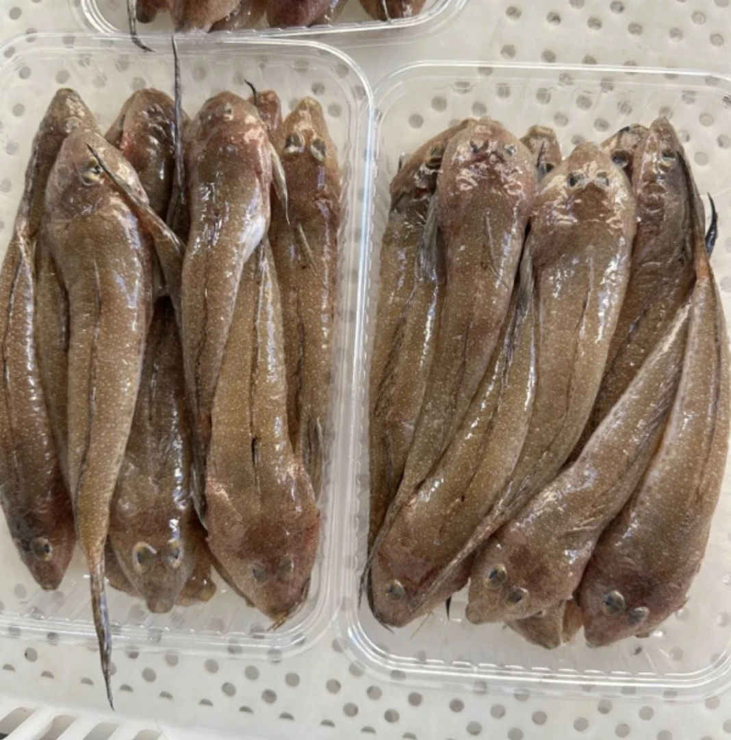 【箭头鱼/鸡腿鱼】广东惠来神泉港箭头鱼 鸡腿鱼