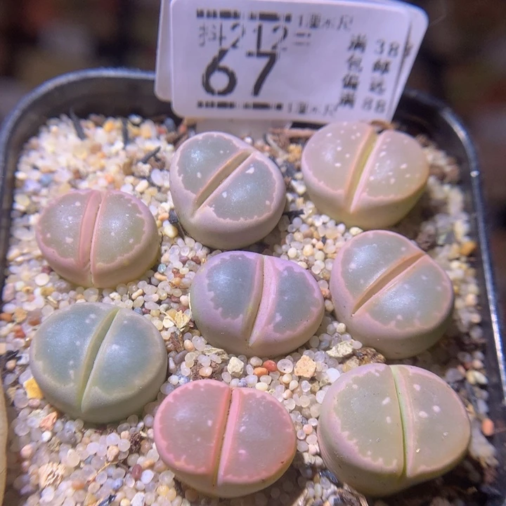 精致生石石212.67大窗