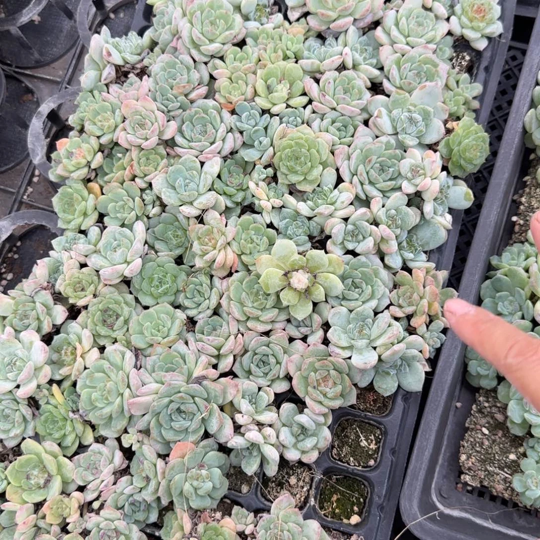 一盘 中穴外棚满20包邮