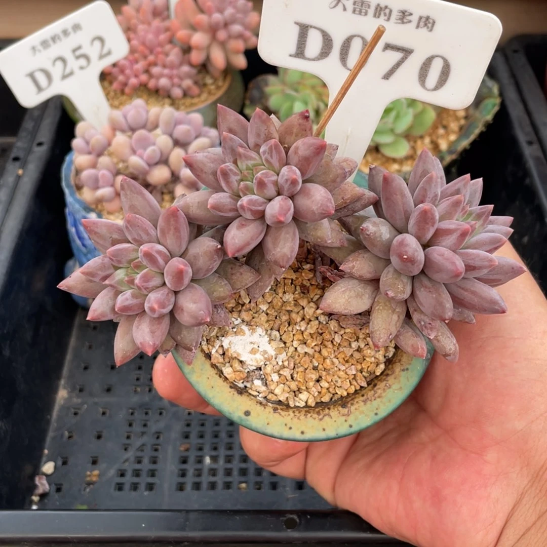 070红蜻蜓不带盆12厘米