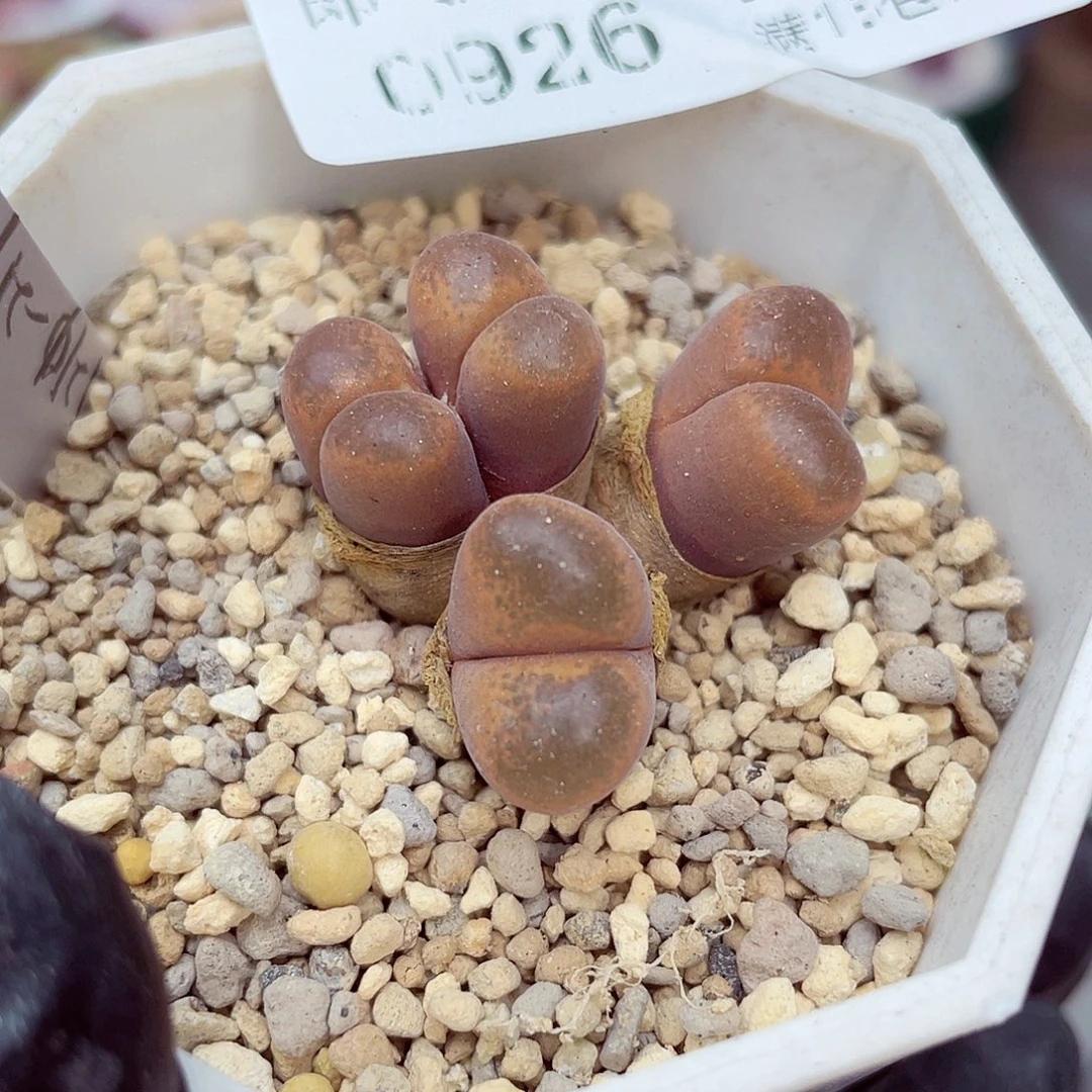 生石花满18包邮0926-76