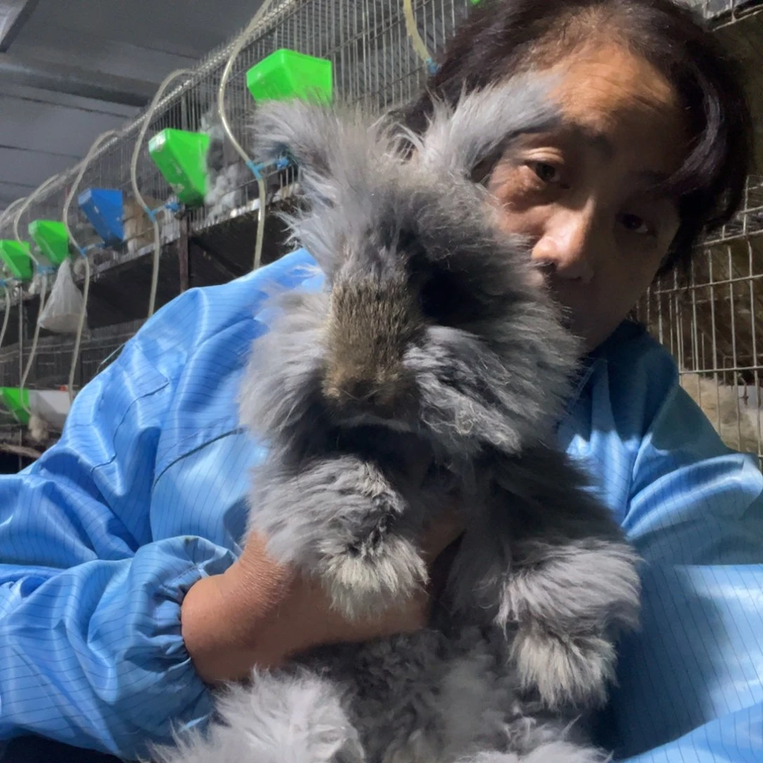 双血统英系安拉兔子