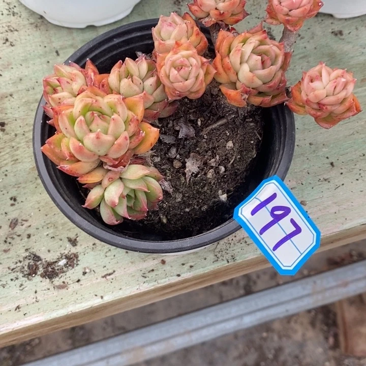 西**心一物一拍冰河世纪多肉197