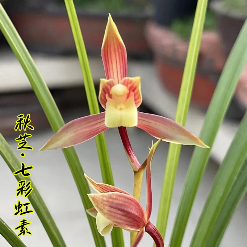 秋芝名品【七彩虹素】国兰花卉盆栽当年开花壮苗好养易活开花对版