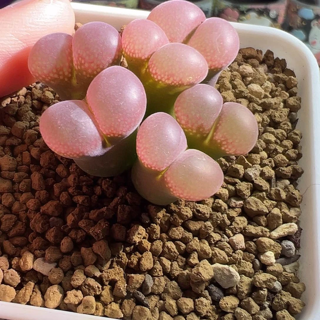 静*～85折日系大型红风铃。