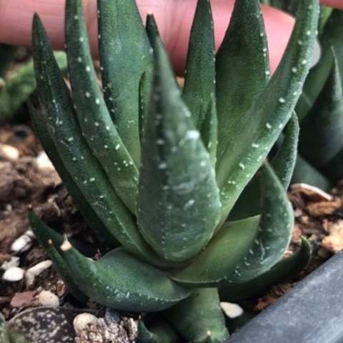 青铜硬叶多肉植物