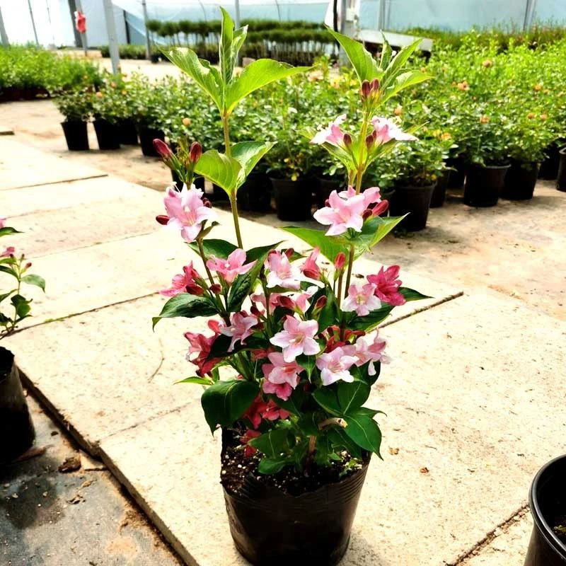 花叶锦带王子锦带庭院阳台绿化四季开花户外绿植南方北方容易养活