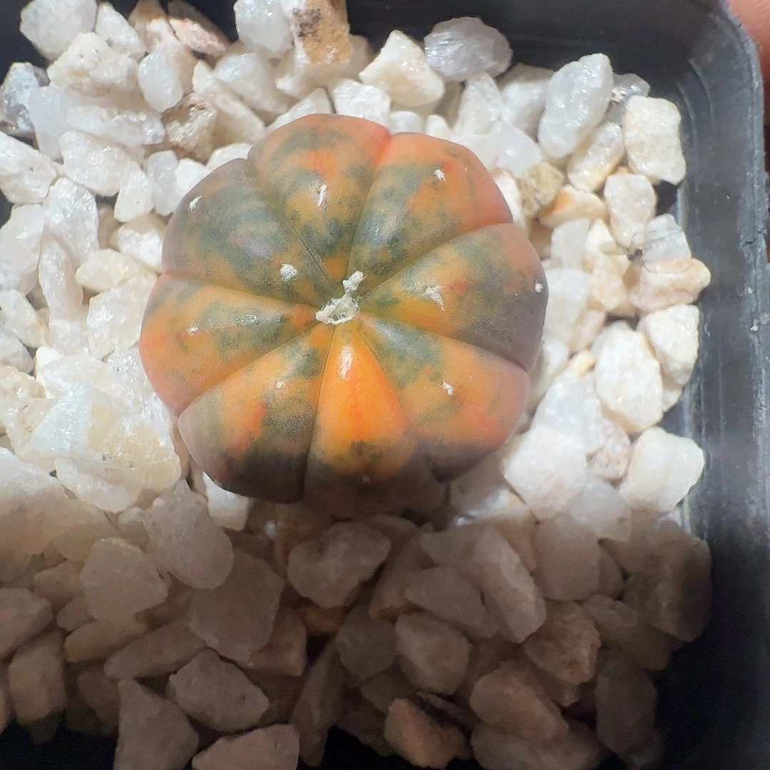 实生虎斑兜锦带盆发货