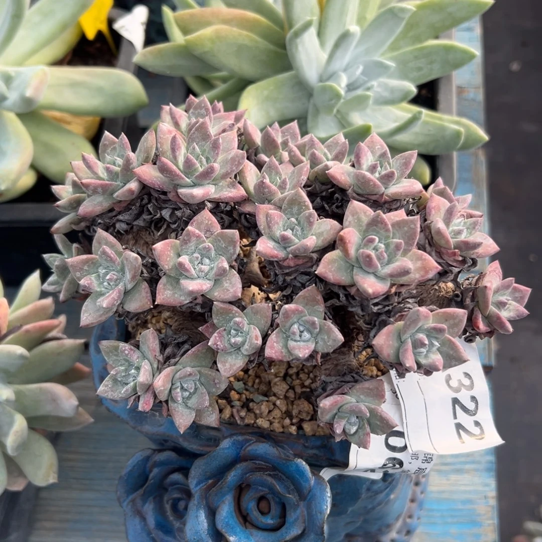 白雪姆～一物一拍322