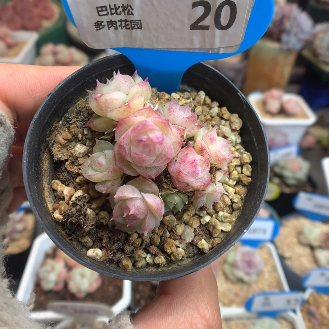 20潘多拉女王多肉植物