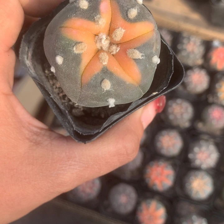 风火轮（满9.99包邮不满9.98发空盆）