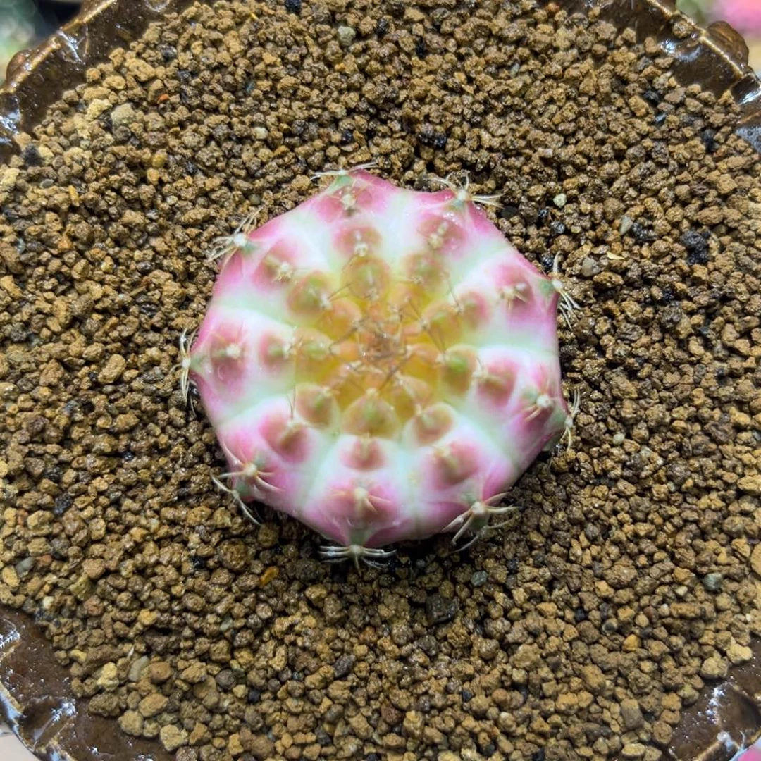 3.8cm超美的一颗轮回