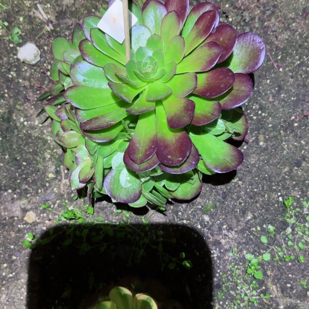 玉合法师多肉000000