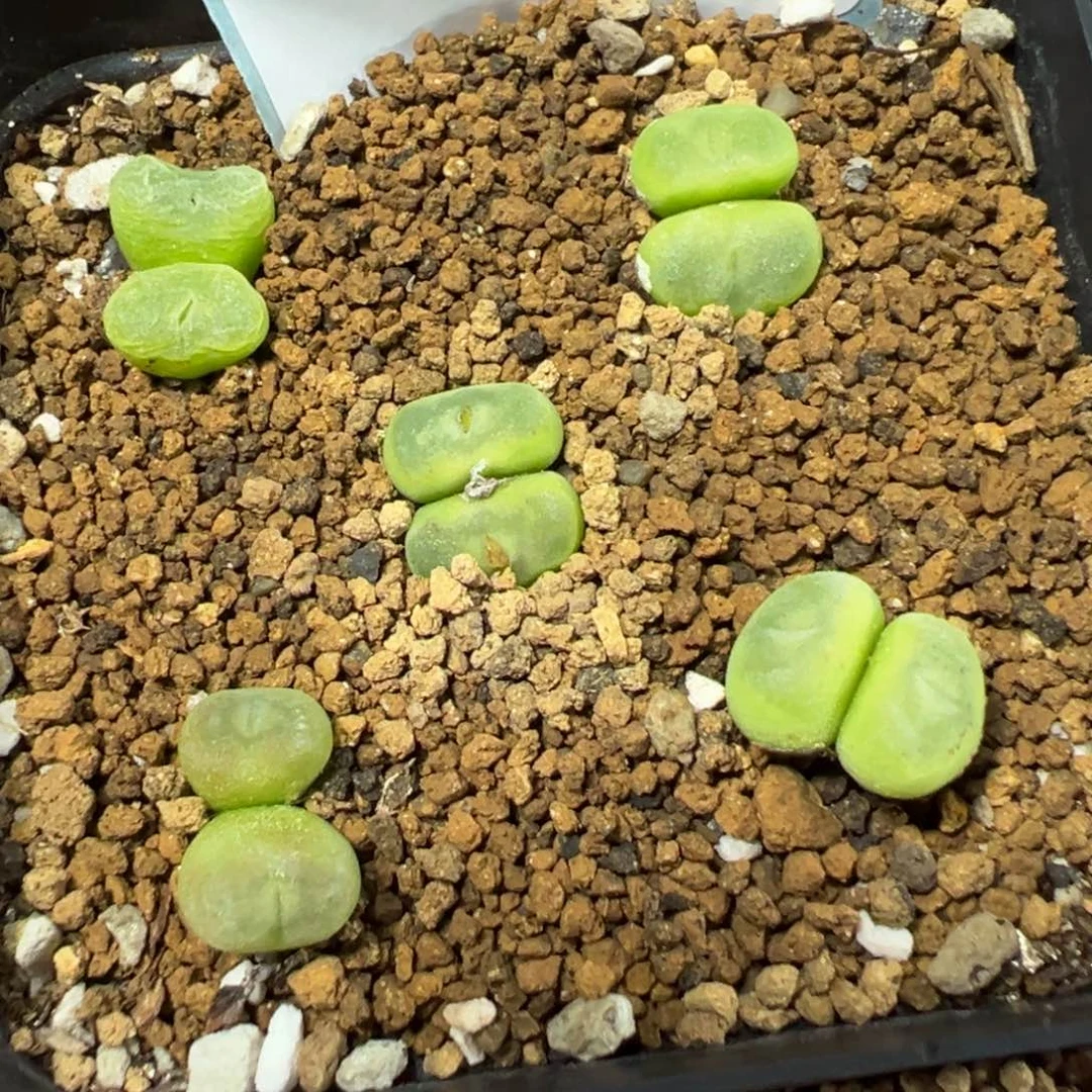 17-247肉锥多肉植物，