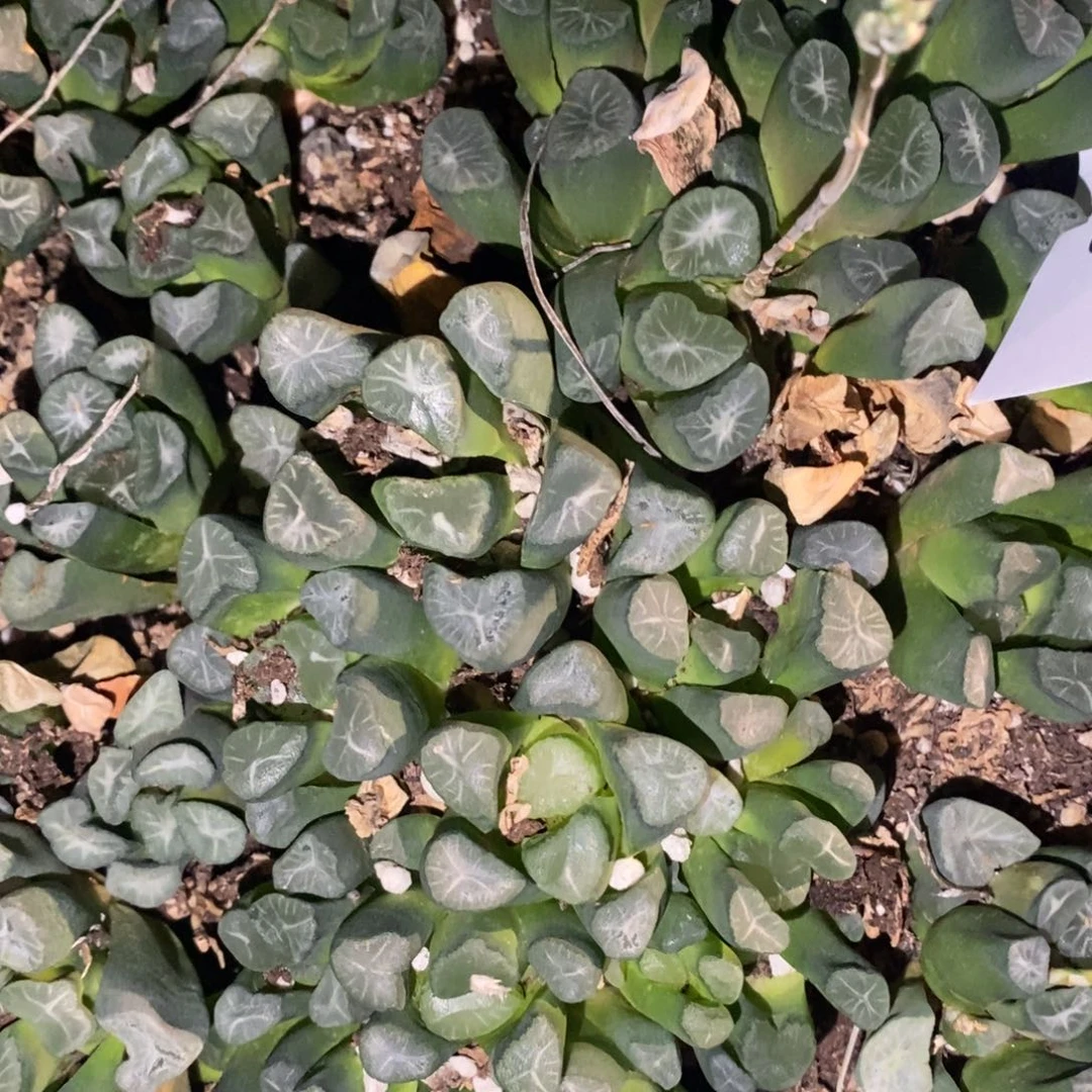 3038 一颗实生大万象 中秋福利