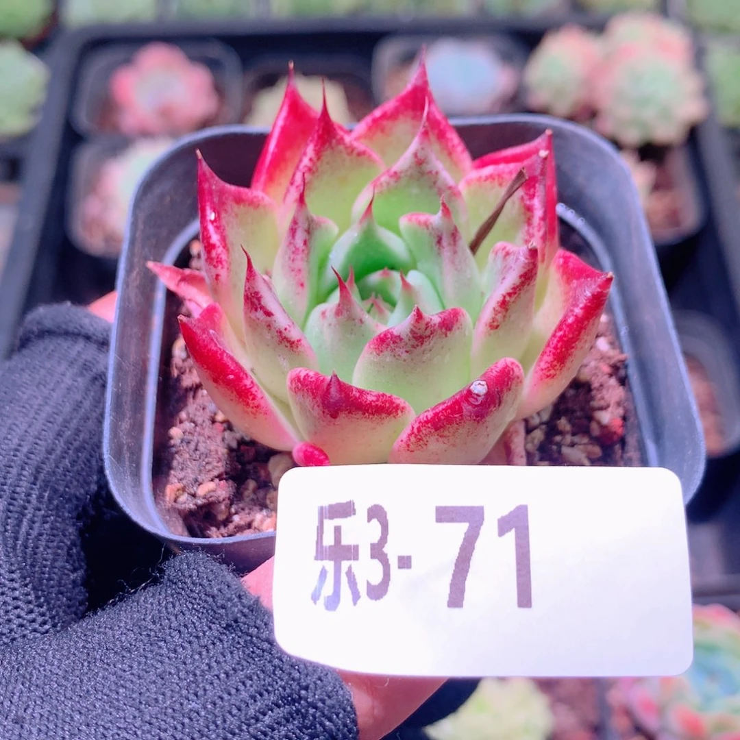 乐然 3-71 车厘子