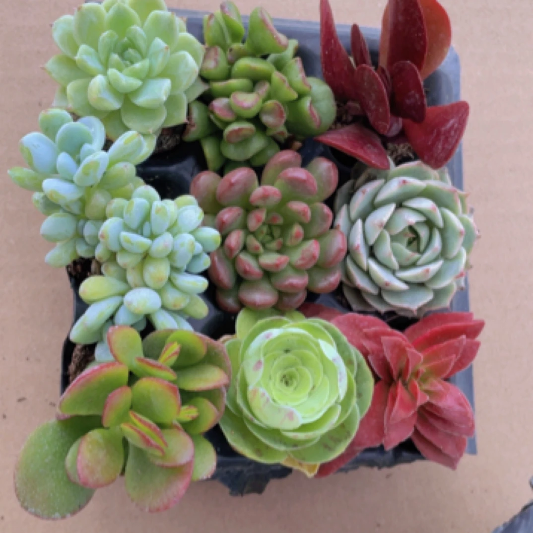 【满9.9包邮】穴盘小北鼻套餐9颗3-4cm多肉阳台花卉办公室