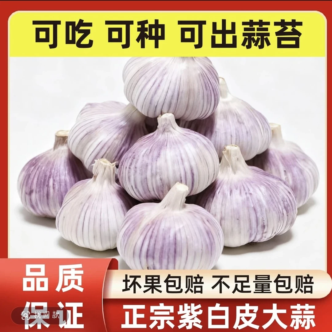 【当年干蒜】紫白皮大蒜头干蒜批发紫皮大蒜子特级调料大蒜便宜w2