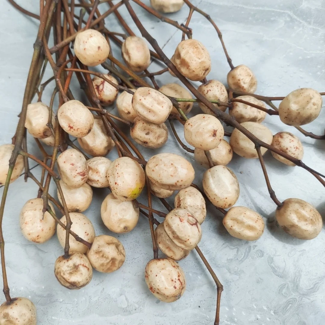 野生新鲜苦楝子 苦楝子成熟手工采摘 野生苦楝子晒干楝子豆