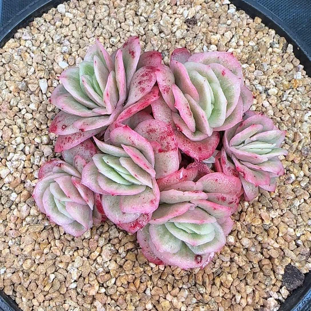 从前慢花园精选冰玫瑰锦