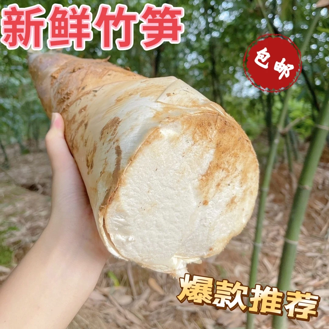 揭阳埔田甜竹笋现挖新鲜竹笋带壳农家当季鲜竹笋甜笋食笋六月麻笋