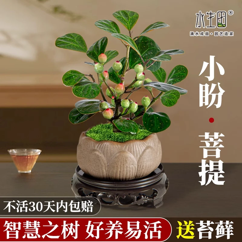 小盼菩提树禅意盆栽室内书桌客厅绿植盆景树土培植物带果茶台花卉