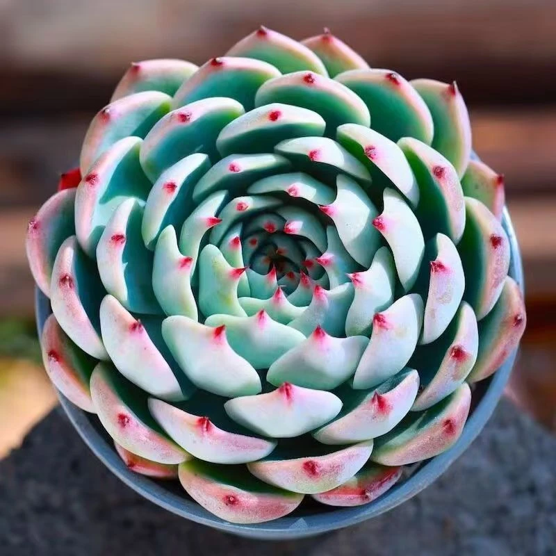 1号王小二吉娃娃全店多肉任意拍满2单发货 拍满5单送一包吡虫啉