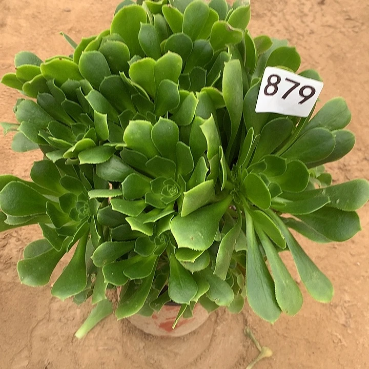 无花朵879绿杨蓉北