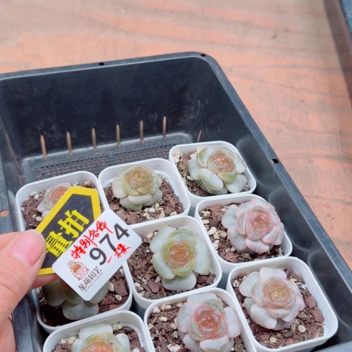 多肉植物多肉植物