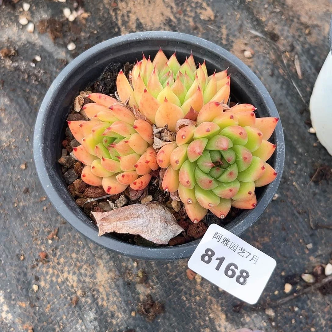 阿雅园艺。       8168