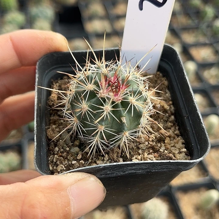 仙人球622号林虾，，