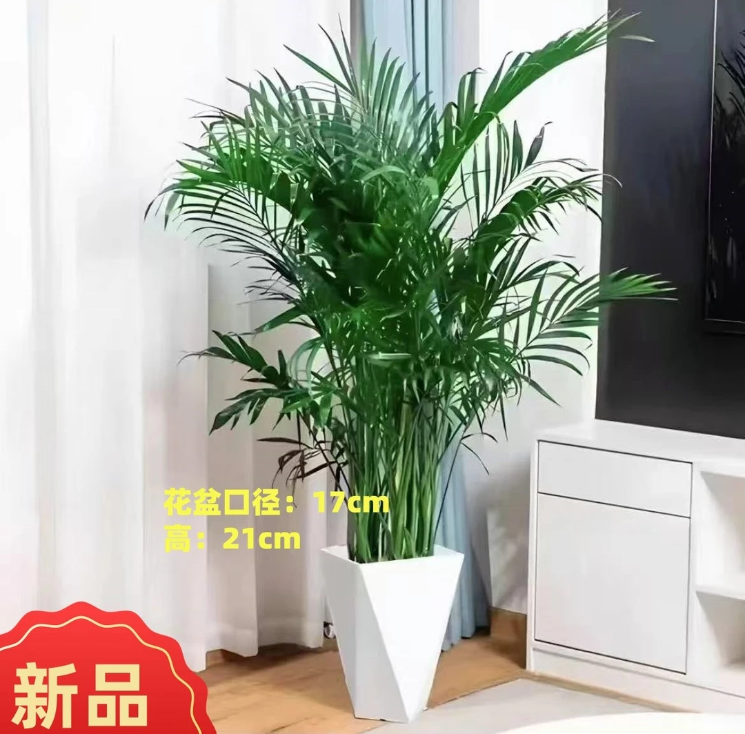 1.2米-1.4米富贵椰子盆栽耐旱卧室散尾葵多年生草本植物净化盆景