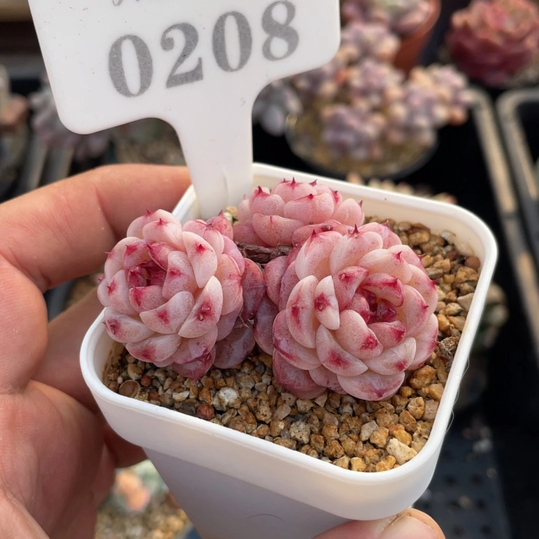 0208天鹅绒不带盆6厘米