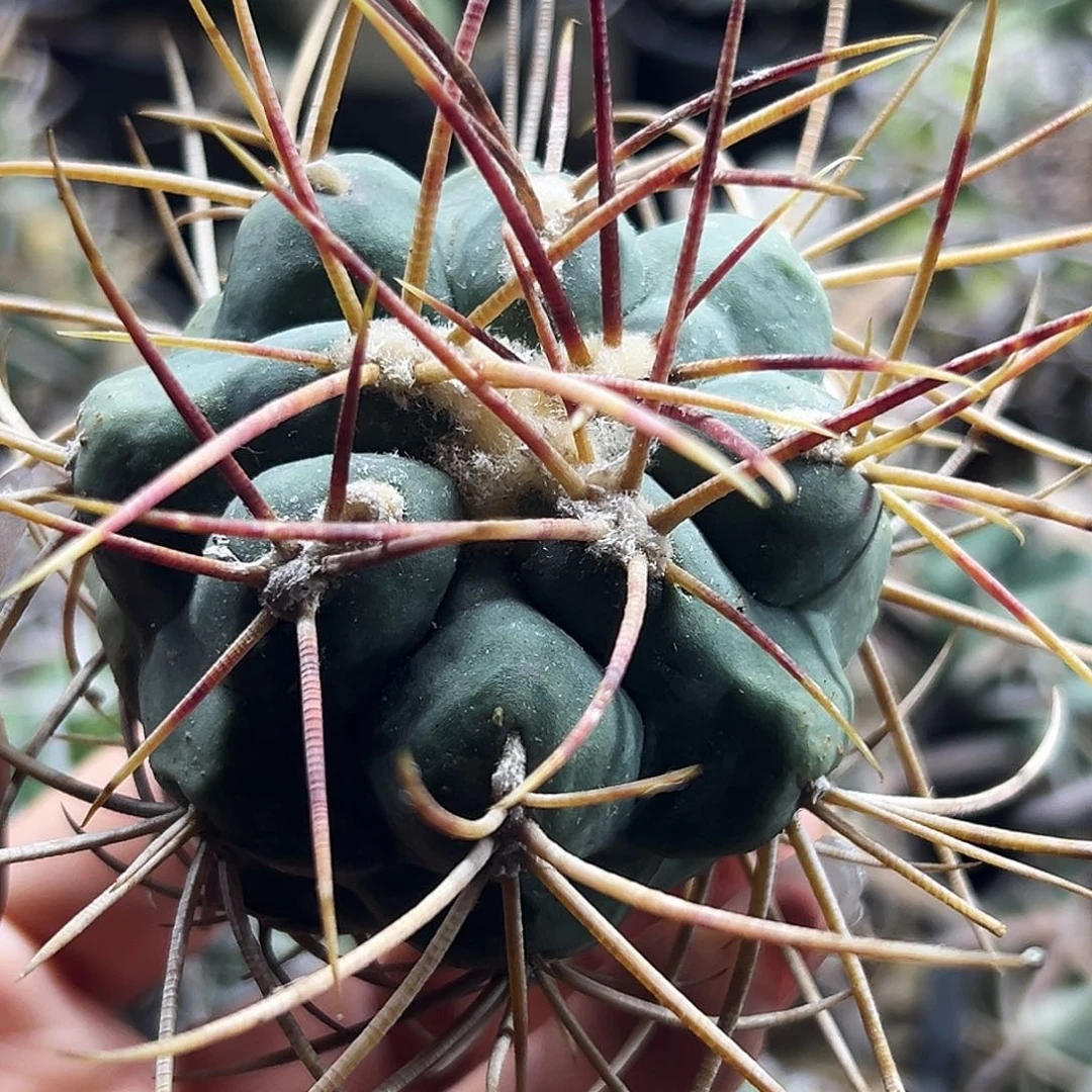 菲冠龙仙人球66666666