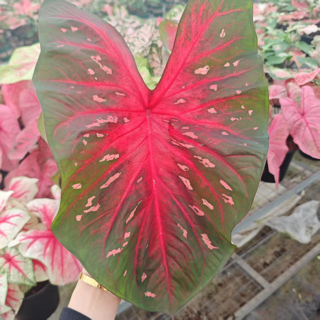 【红色闪光】彩叶芋桌面阳台室内热植ins风