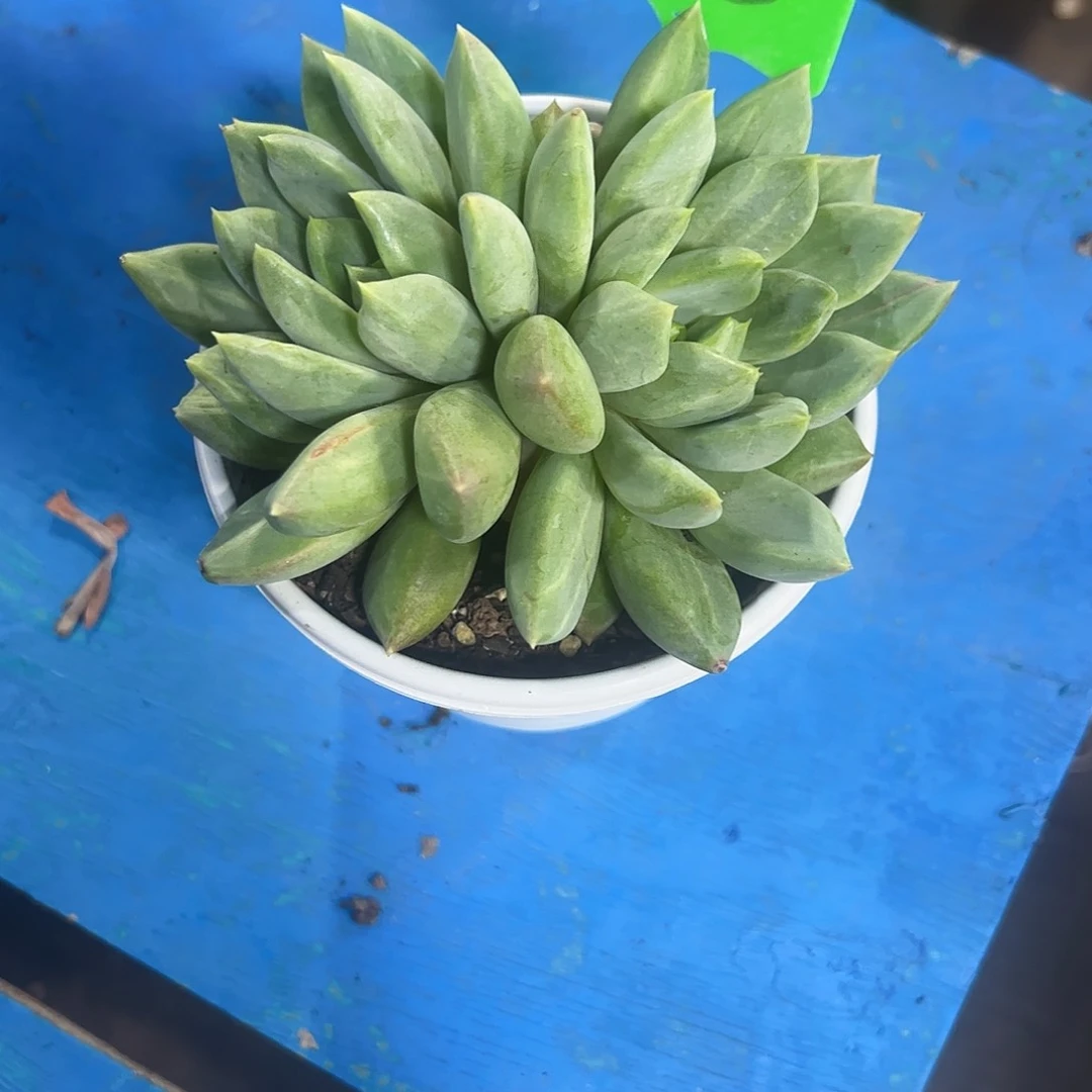 象牙石化多肉植物