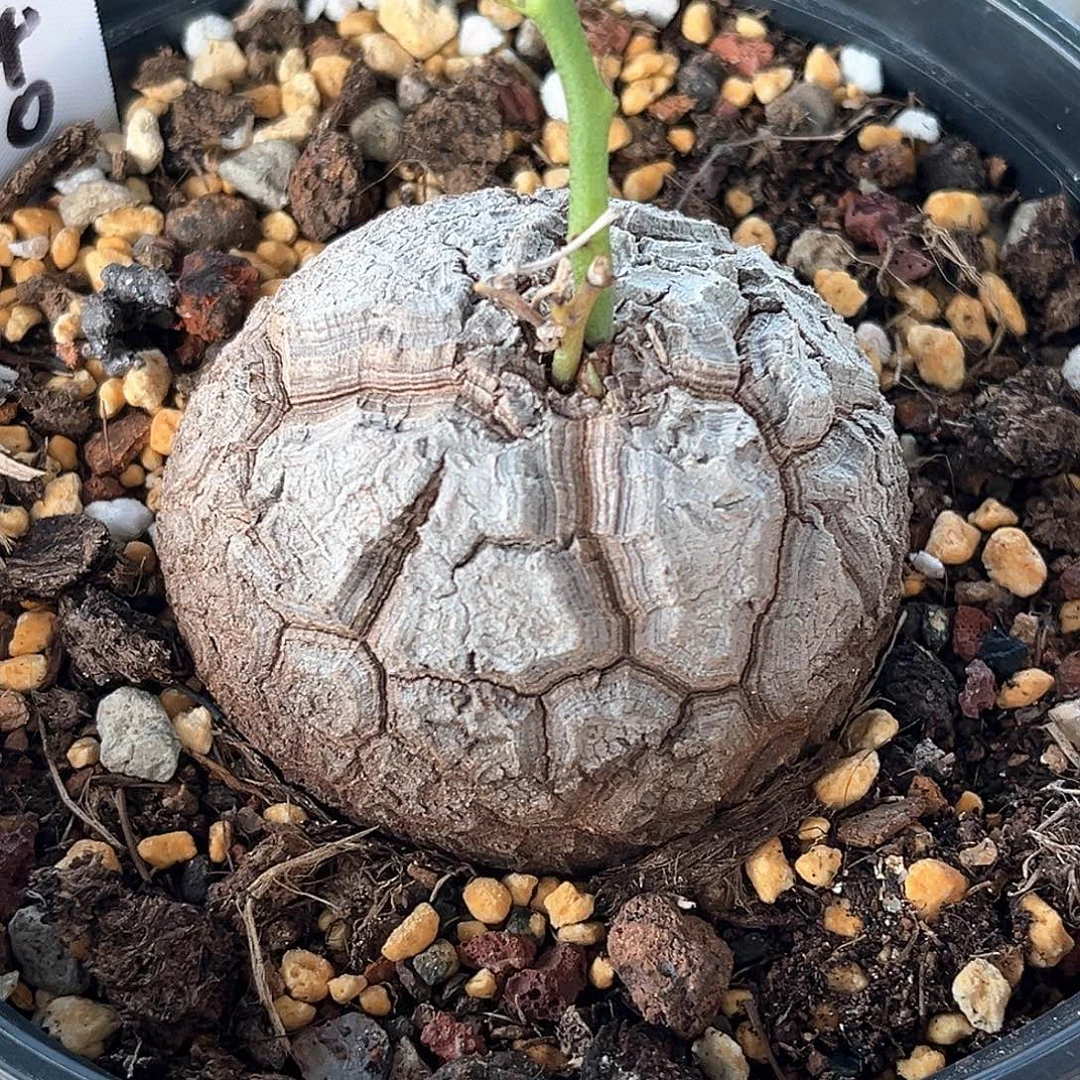 优选足球龟，6.3公分