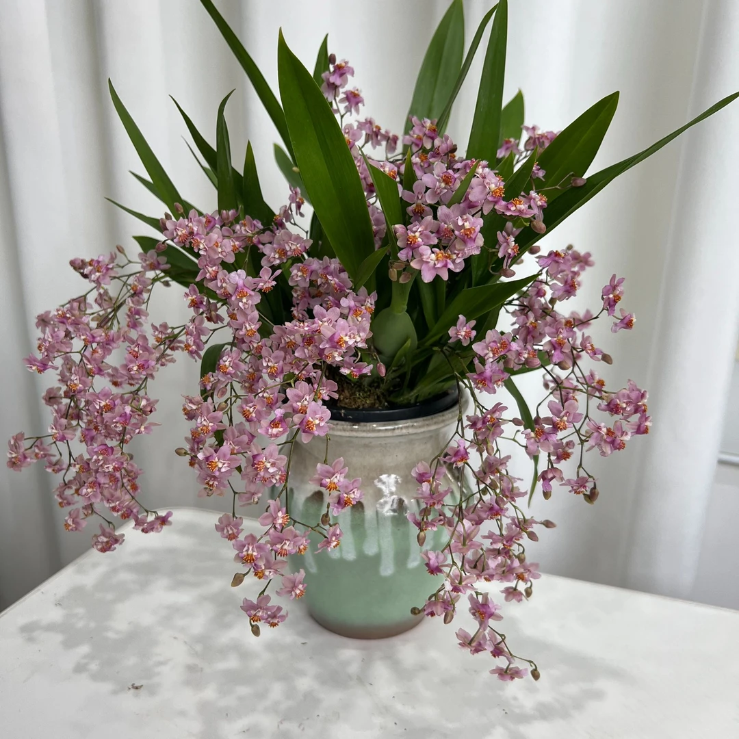 【青瓷盆】粉色10-15支花剑梦香兰室内家庭绿植桌面盆栽香兰花好