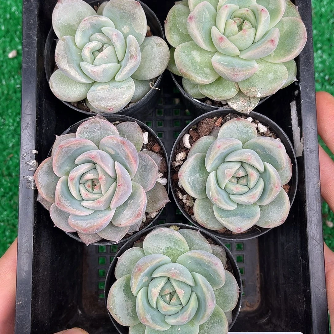 多肉一物一拍23-127