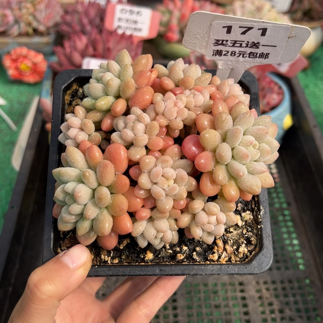 表妹精品多肉植物171.